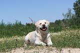 LABRADOR 037